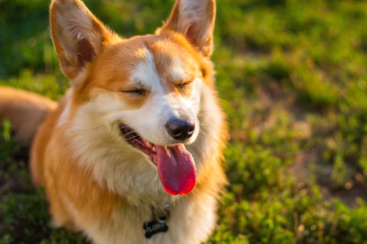 How to Help Your Dog Cope With Loneliness